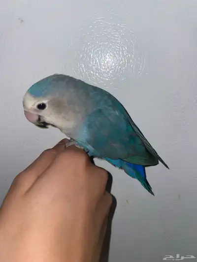 ماشاءالله تبارك الله طير روز 3