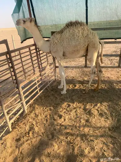 قعود عمره خمس شهور ونص 1