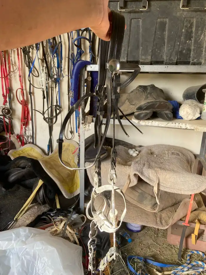 لجام خيل انقليزي شكيمة حلقات مشطوفة 0