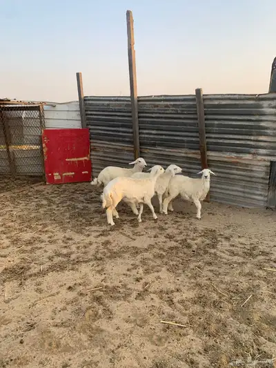 رخال جذعات كفو 1