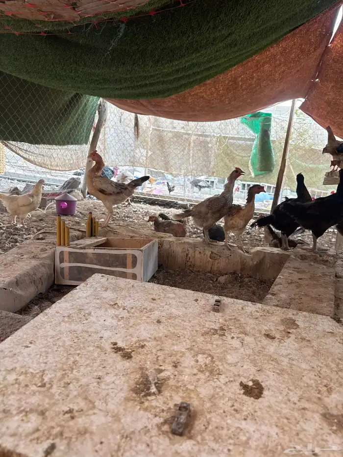 دجاج بياض 2