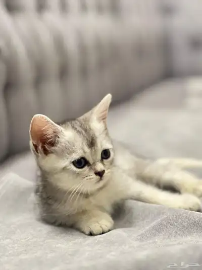 قطط سكوتش 0