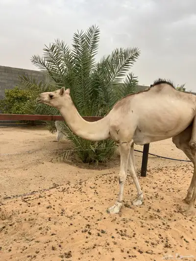 هجن لقيه 0
