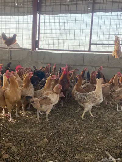 دجاج بلدي بياض 5