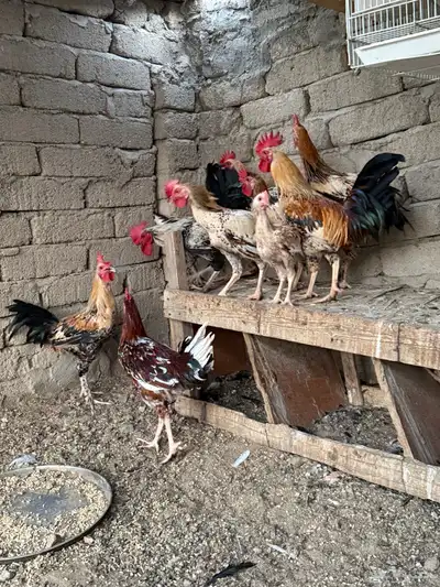 ديوك فيومي وديوك براهما أعمارها 3 أشهر إلى 4 0