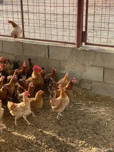 دجاج بلدي بياض 9