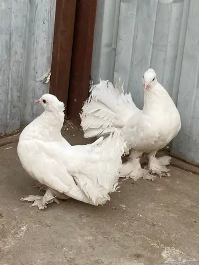 زوج رقاص هندي 3