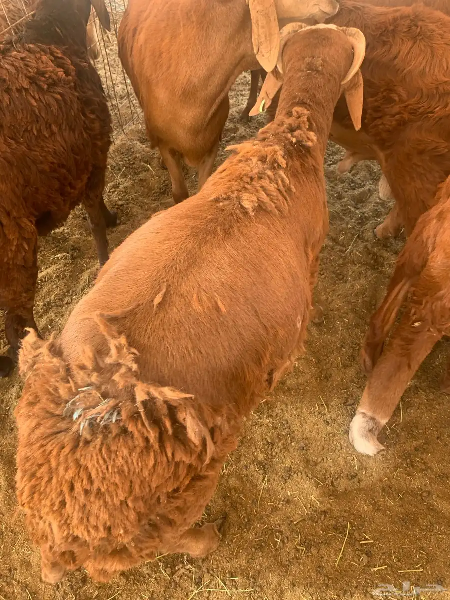 سواكن حمري مرباه 3 شهور ونص index
