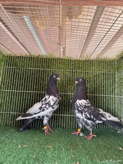 ذكرين رامبوري اساسات 0