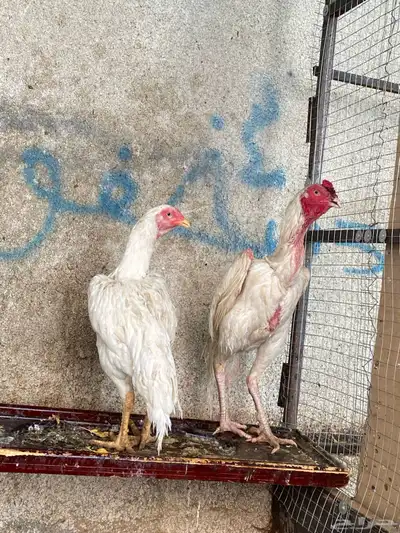 فروخ باكستاني سندي بيور 6