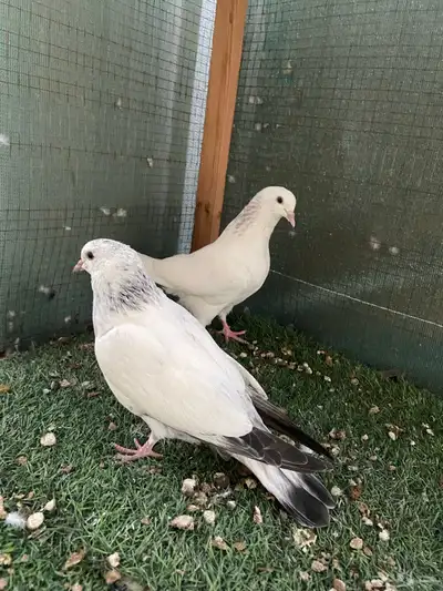 للبيع طبات الام وحشيه والاب قولدن 4