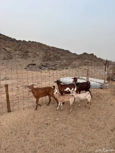 معزا للبيع 3
