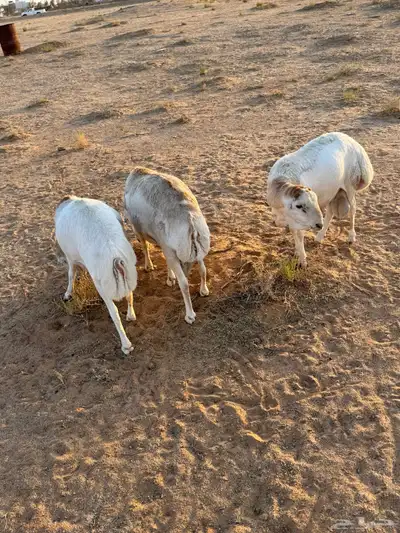 ذبائح للبيع 1