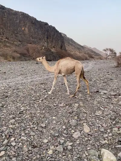 بكره للبيع 1