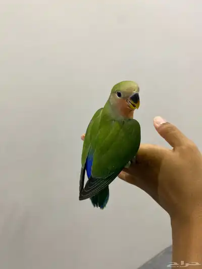 روز اليف 2