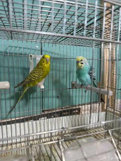 طيور الحب جوز بفروخه 0