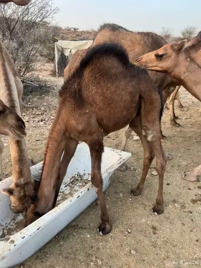 قعود على الحليب 0