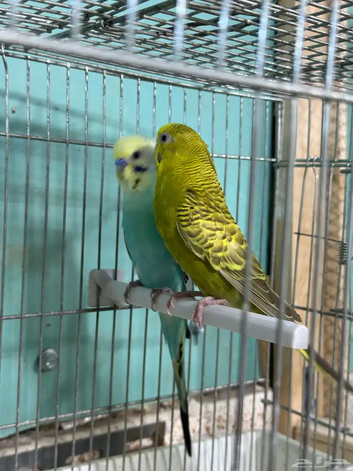 طيور الحب جوز بفروخه تم البيع 1
