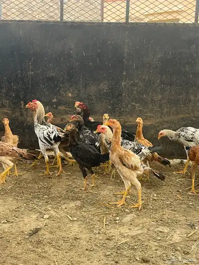 دجاج مهجن للبيع 4