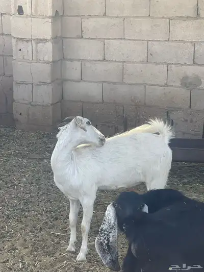 جفره بيشيه حبص 2