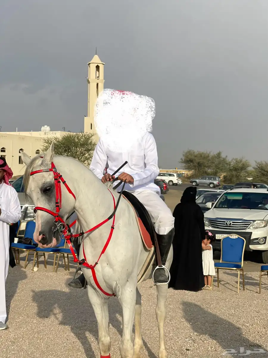 تجهيز خيل للمناسبات index
