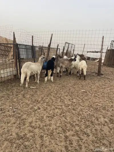 رخال سواكن طيببه 1