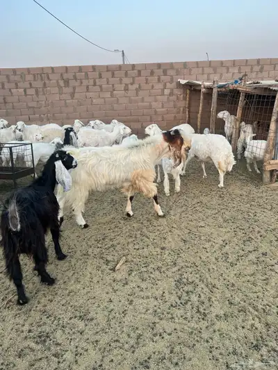 تيس فحل مشروك 7