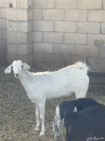 جفره بيشيه حبص 3
