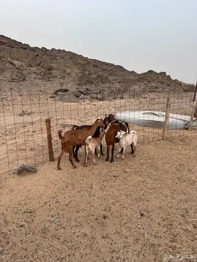 معزا للبيع 0