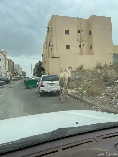 بعير فحل ضايع في المنسك 0