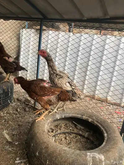 دجاج باكستاني سندي بيور 2