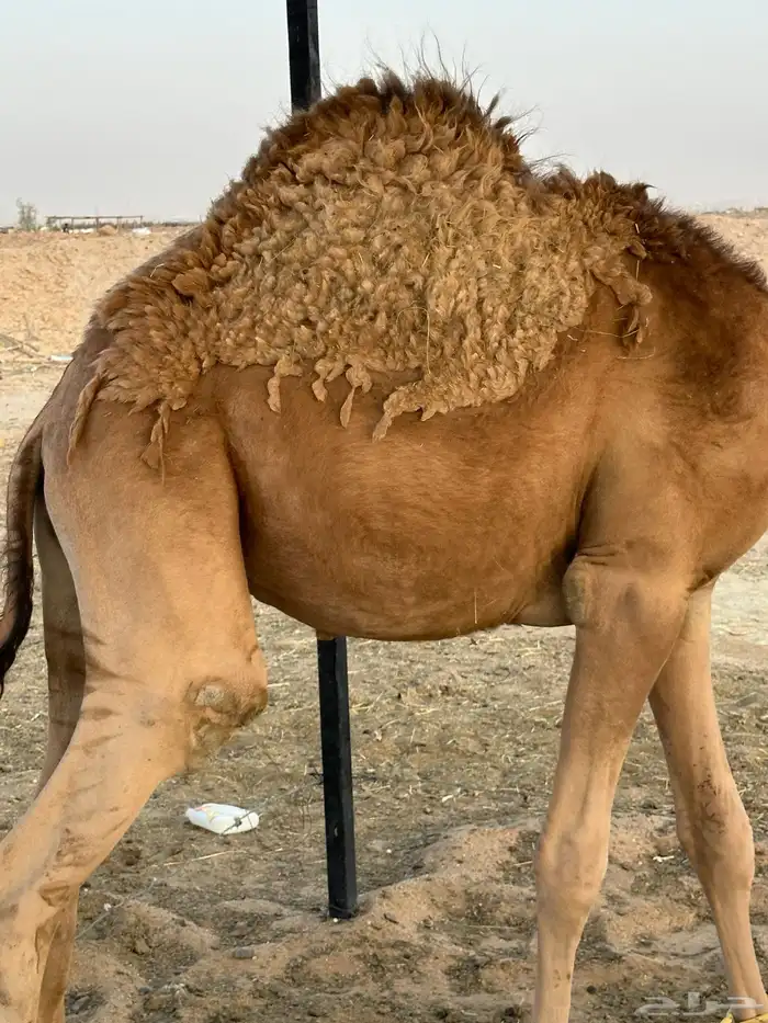 قعود مفرود طيب احمر 0