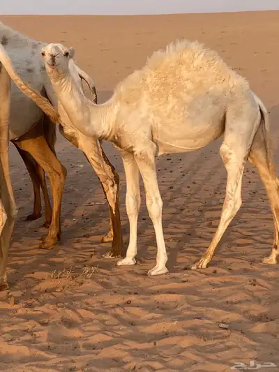 حشو برية فاخرة   حاشي 2