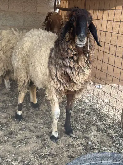 نعيم حيل للبيع 3