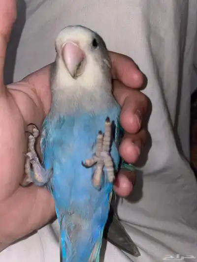 ماشاءالله تبارك الله طير روز 4