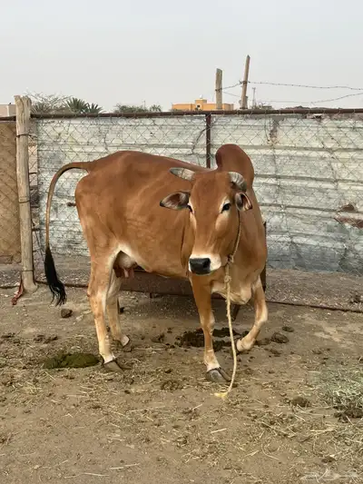 بقرة بلدية للبيع 0