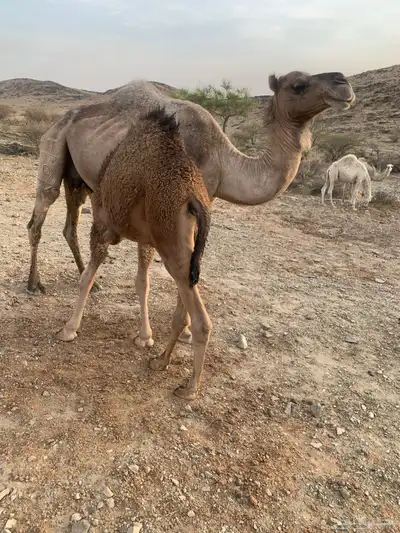 قعود للبيع بالربع 1