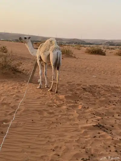 للبيع بكره العمر 7شهور 2