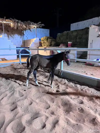 مهر ومهرها 1