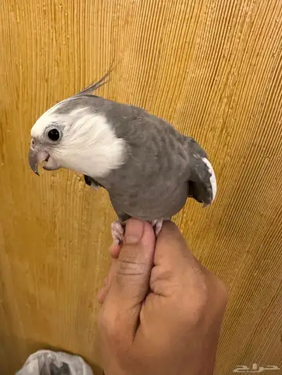 ذكر كروان هولندي 3