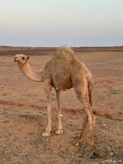 قعود كفو للبيع 3
