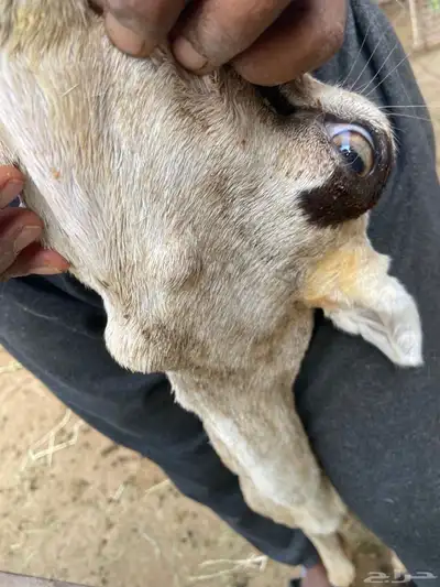 نعجه مبيوع ولدها 2