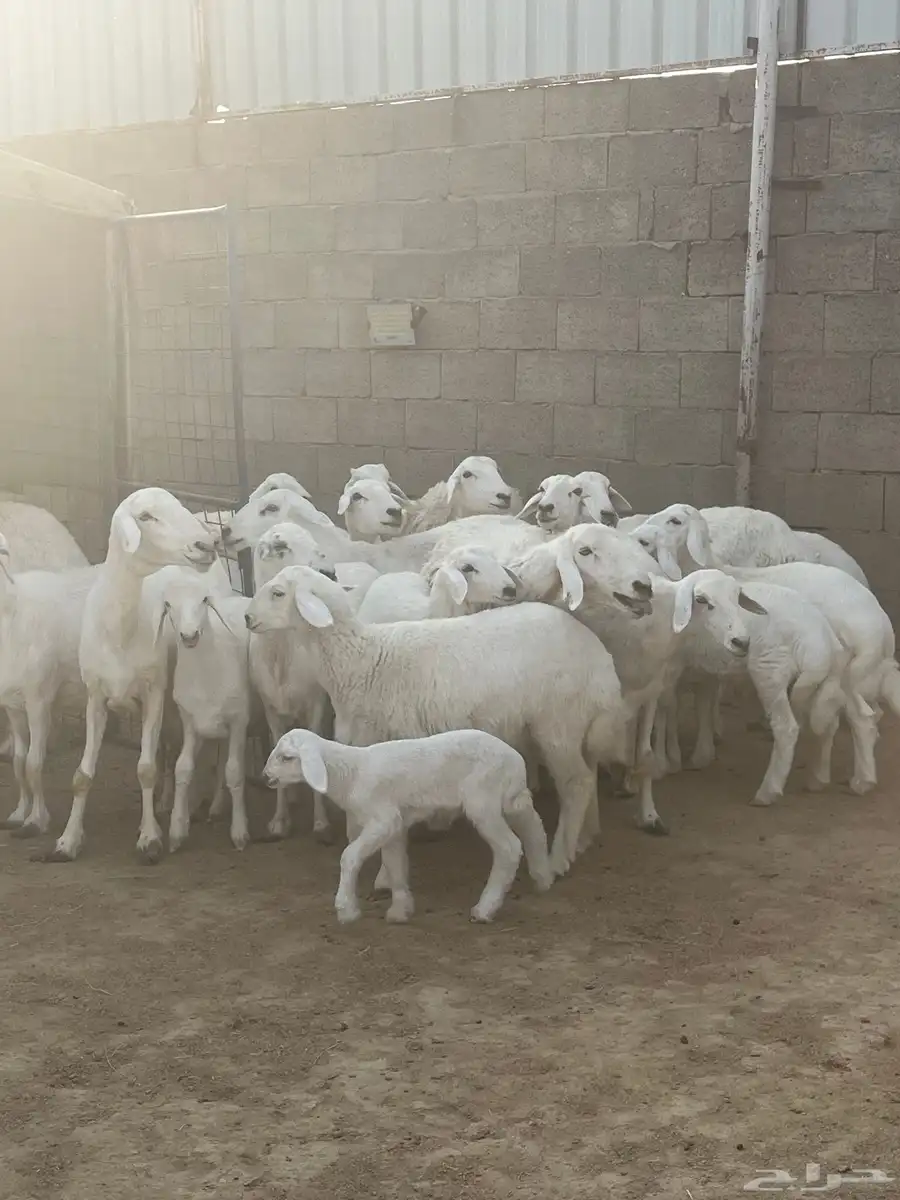 غنم حري مضاريع و عيالها معها 12 تحتها 12 index