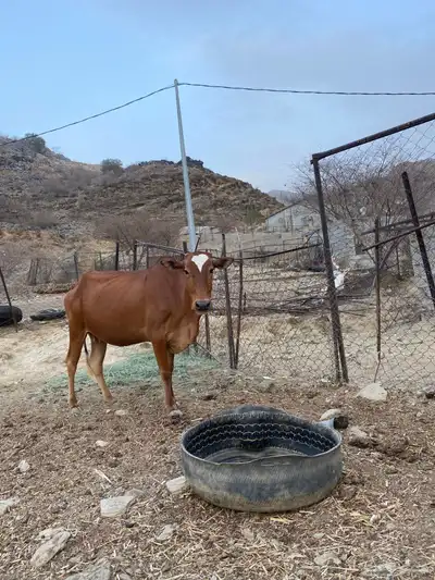 بقر دفع 2