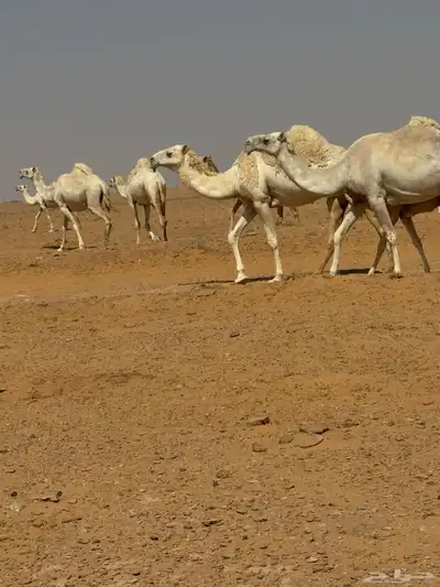 ذود للبيع 11