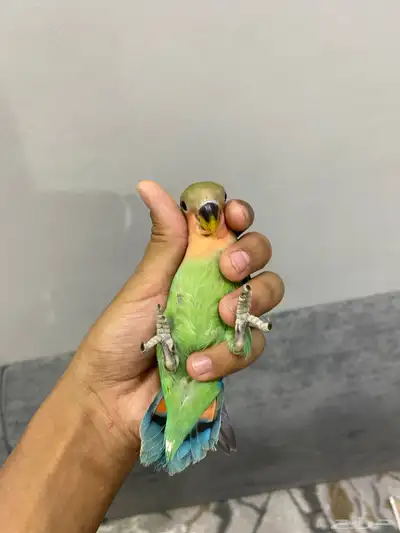 روز اليف 0