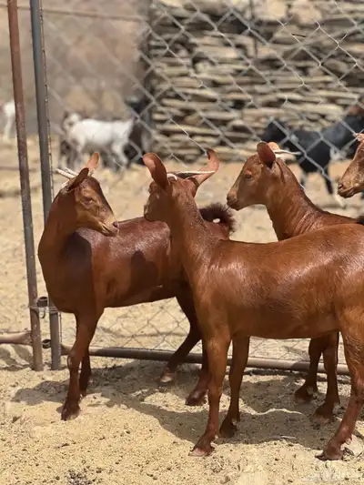 جفار دهم تأسيس مراح 2