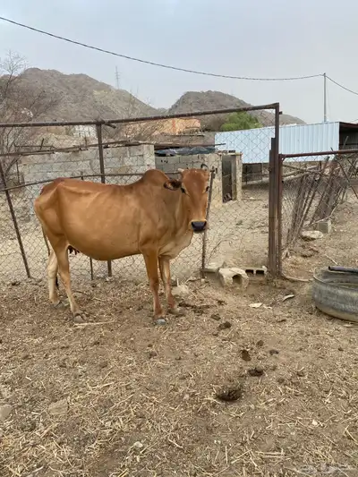 بقر دفع 1