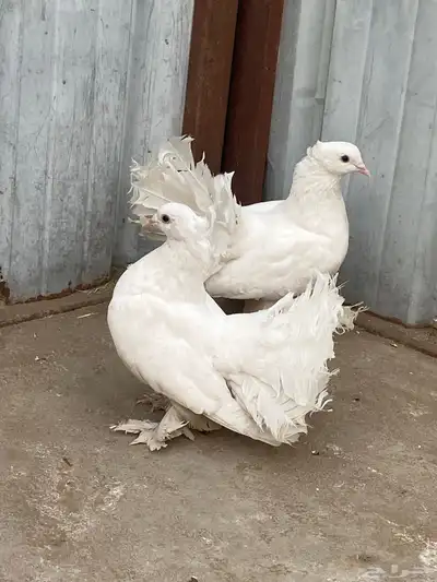 زوج رقاص هندي 4