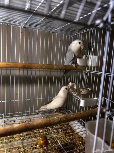جوز روز منتج 7